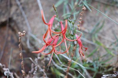 Anisacanthus linearis