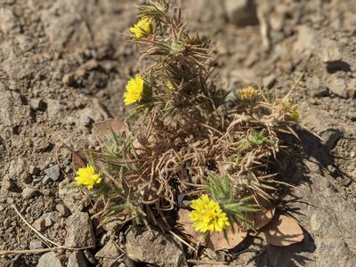 Centromadia fitchii, photographed by Franco Folini