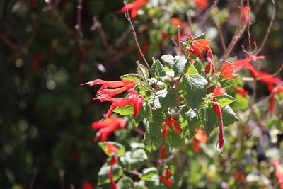 Salvia regla, photographed by samlutfy