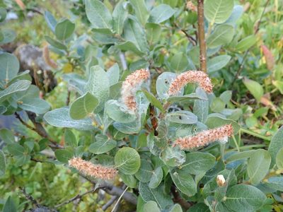 Salix commutata, photographed by John Brew