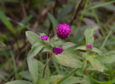 Gomphrena globosa, photographed by Michael Meiring