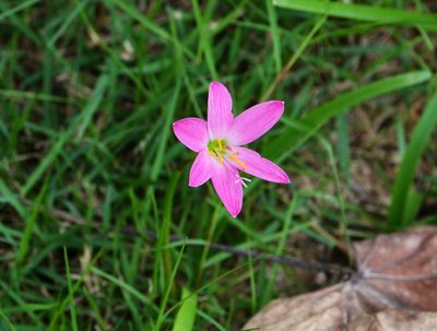 Zephyranthes carinata, photographed by Michael Meiring