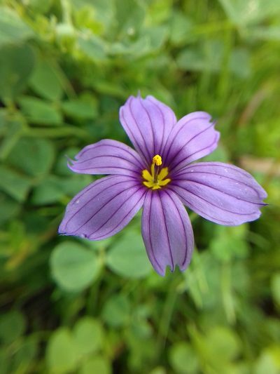 Sisyrinchium scabrum, photographed by IA braham
