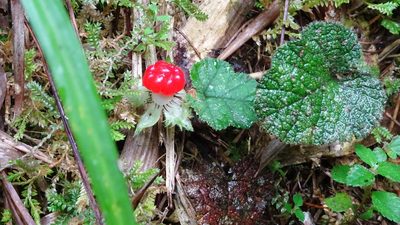 Rubus pectinellus, photographed by Hazel Chang
