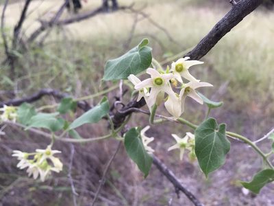 Polystemma cordifolium, photographed by Enrique Martínez Núñez