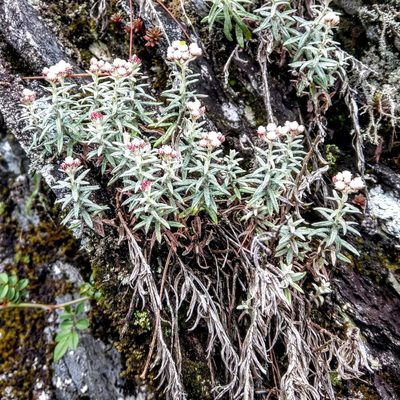 Anaphalis morrisonicola, photographed by Hazel Chang