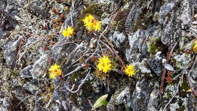 Sedum morrisonense, photographed by Hazel Chang