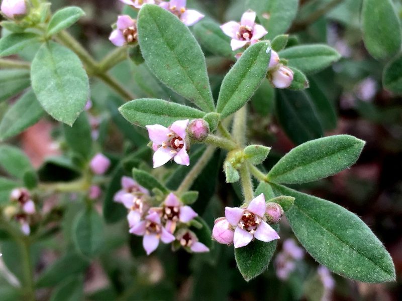 Zieria cytisoides, photographed by Lukas Clews