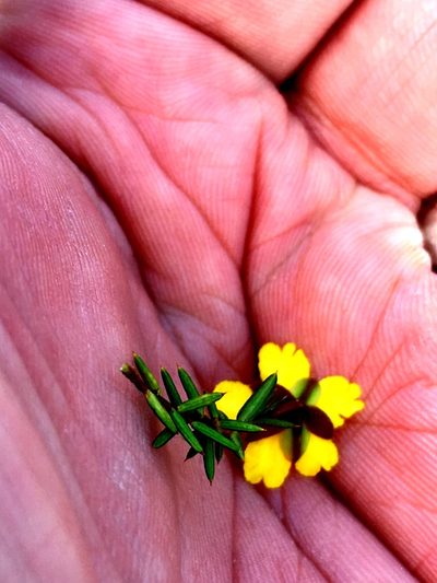 Hibbertia acicularis, photographed by Lukas Clews