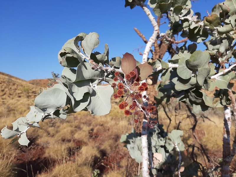 Acacia inaequilatera, photographed by T. Hammer