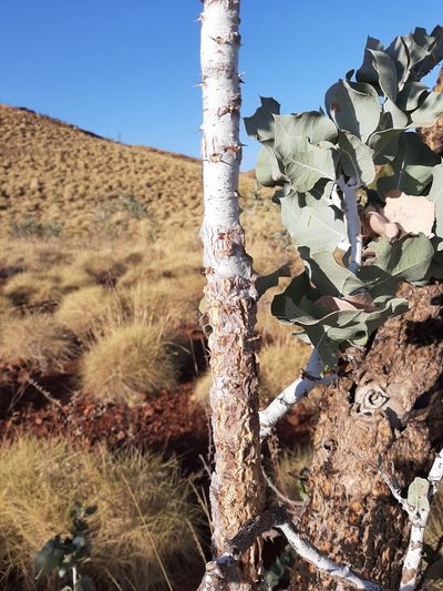 Acacia inaequilatera, photographed by T. Hammer