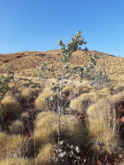 Acacia inaequilatera, photographed by T. Hammer