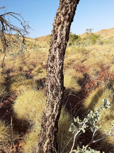 Acacia inaequilatera, photographed by T. Hammer