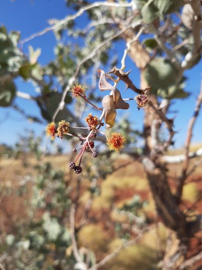 Acacia inaequilatera, photographed by T. Hammer