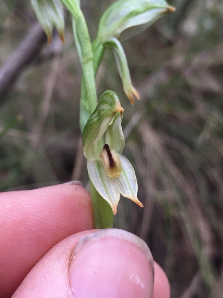 Pterostylis jonesii, photographed by Lukas Clews