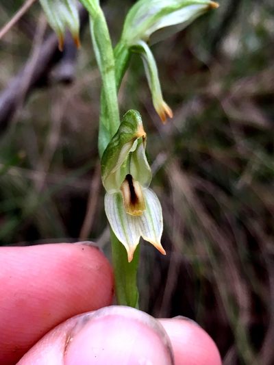 Pterostylis jonesii, photographed by Lukas Clews