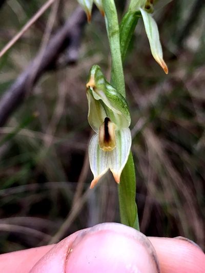 Pterostylis jonesii, photographed by Lukas Clews