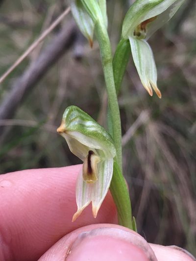 Pterostylis jonesii, photographed by Lukas Clews