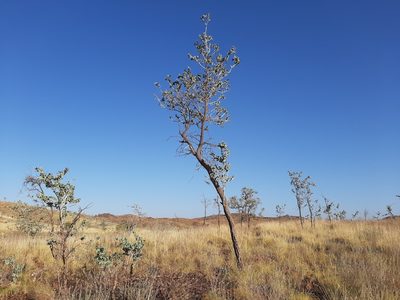 Acacia inaequilatera, photographed by T. Hammer
