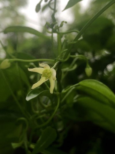 Cynanchum elegans, photographed by Lukas Clews