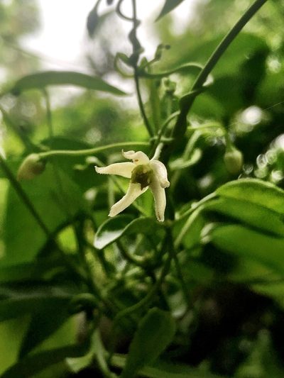 Cynanchum elegans, photographed by Lukas Clews
