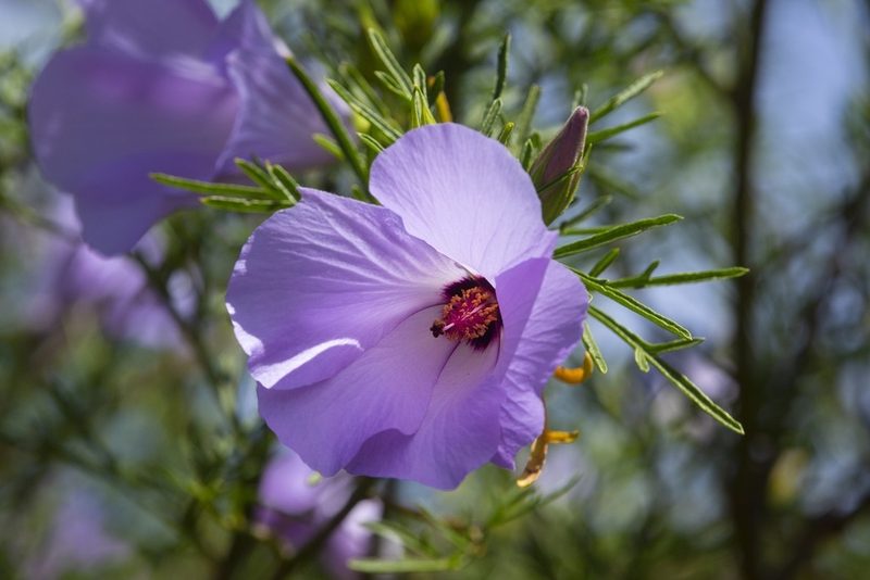 Alyogyne hakeifolia, photographed by dhfischer