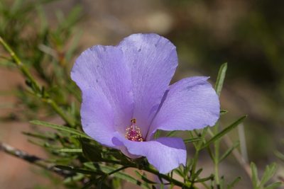 Alyogyne hakeifolia, photographed by dhfischer