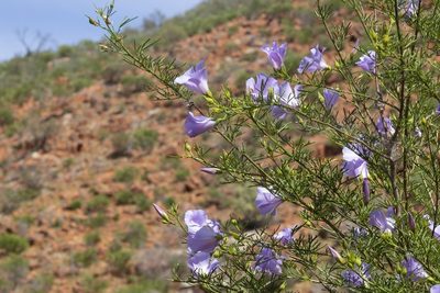Alyogyne hakeifolia, photographed by dhfischer
