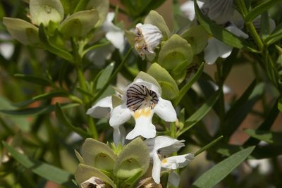Prostanthera striatiflora, photographed by dhfischer