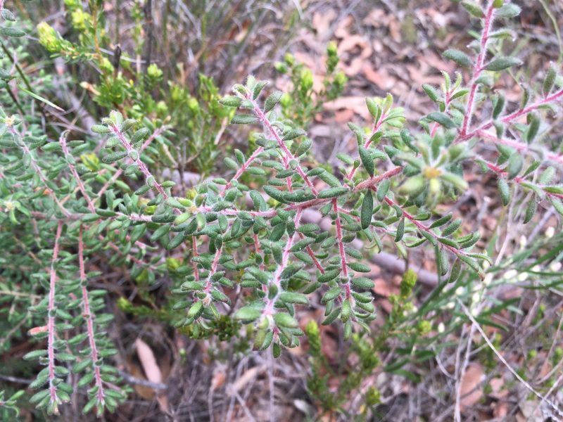 Persoonia hirsuta, photographed by Lukas Clews