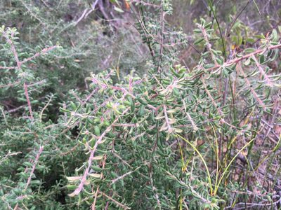 Persoonia hirsuta, photographed by Lukas Clews