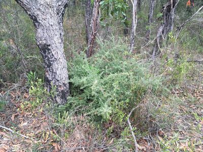 Persoonia hirsuta, photographed by Lukas Clews