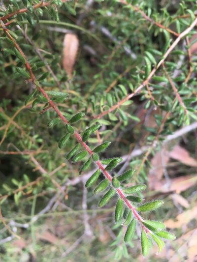 Persoonia hirsuta, photographed by Lukas Clews
