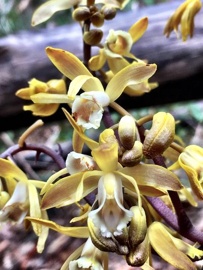 Erythrorchis cassythoides, photographed by Lukas Clews