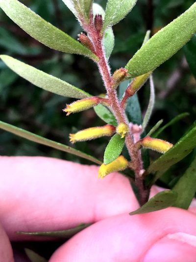 Persoonia mollis, photographed by Lukas Clews