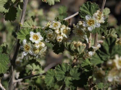 Physocarpus alternans, photographed by Jim Morefield
