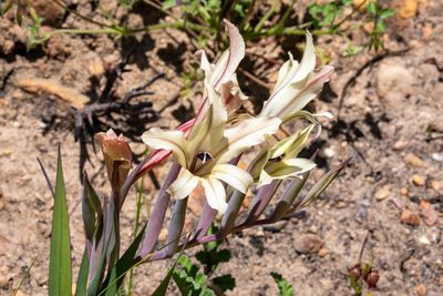Gladiolus floribundus, photographed by magriet b