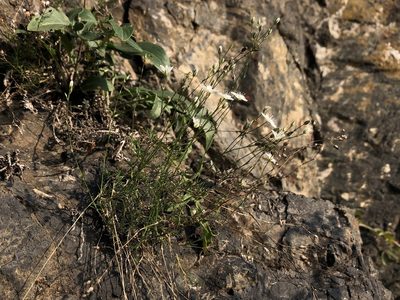 Minuartia setacea, photographed by Pavel Kacl