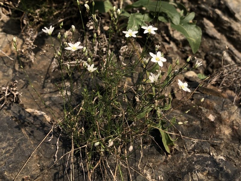 Minuartia setacea, photographed by Pavel Kacl