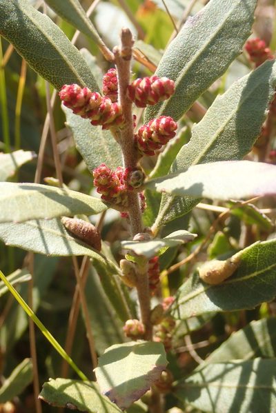 Myrica brevifolia, photographed by Jimmy Whatmore