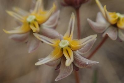 Asclepias aurea, photographed by Jimmy Whatmore
