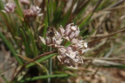 Asclepias cucullata, photographed by Jimmy Whatmore