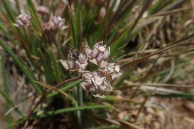 Asclepias cucullata, photographed by Jimmy Whatmore
