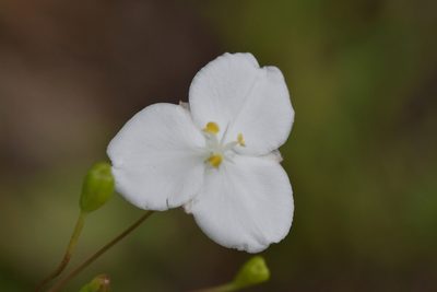 Libertia grandiflora, photographed by Christopher Stephens