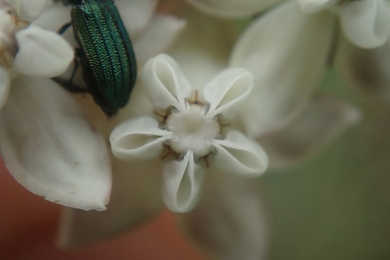 Aspidonepsis shebae, photographed by Jimmy Whatmore