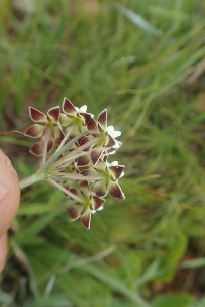 Aspidonepsis shebae, photographed by Jimmy Whatmore
