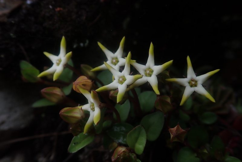 Ceropegia stellata, photographed by Jimmy Whatmore
