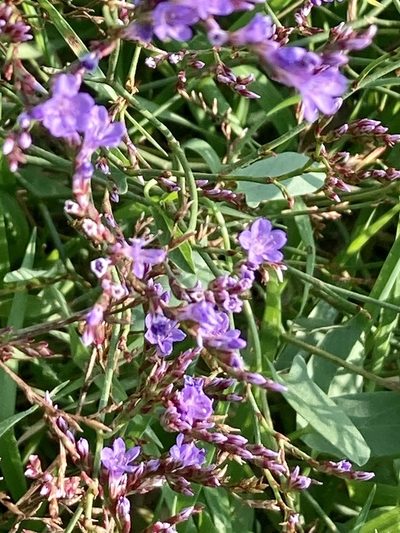 Limonium narbonense, photographed by Nicholas Moray Williams