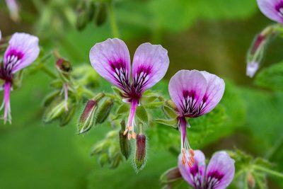 Pelargonium papilionaceum, photographed by magriet b