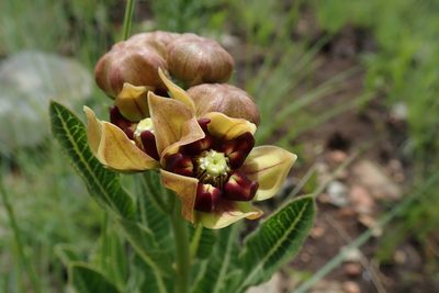 Pachycarpus concolor, photographed by Jimmy Whatmore